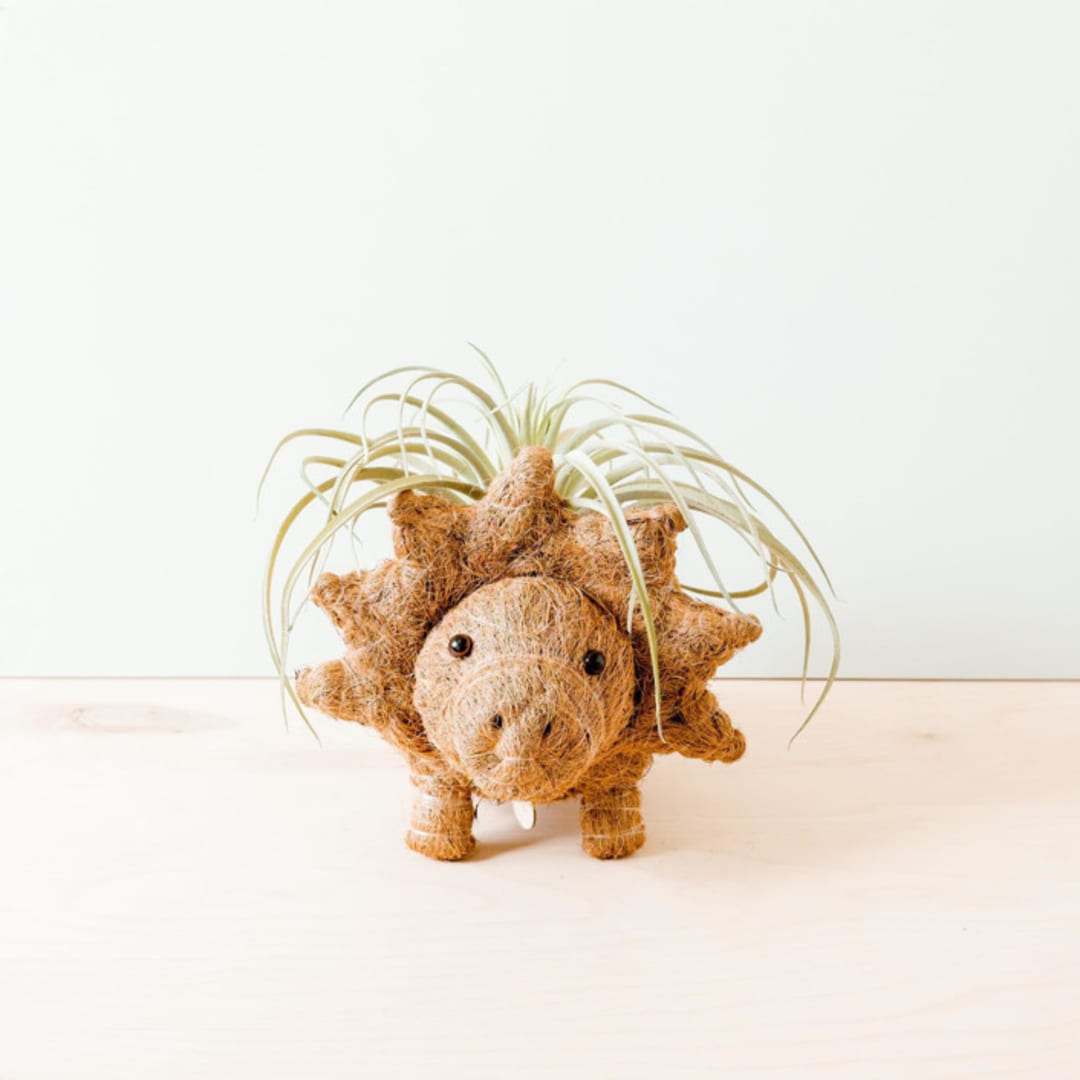 "Triceratops Planter" - Planters in brown by LIKHA