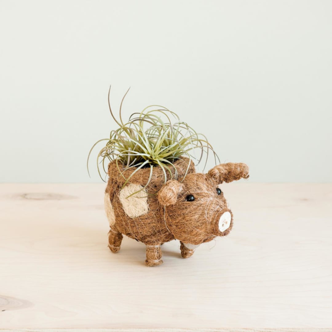 "Baby Country Pig Planter" - Planters in brown by LIKHA