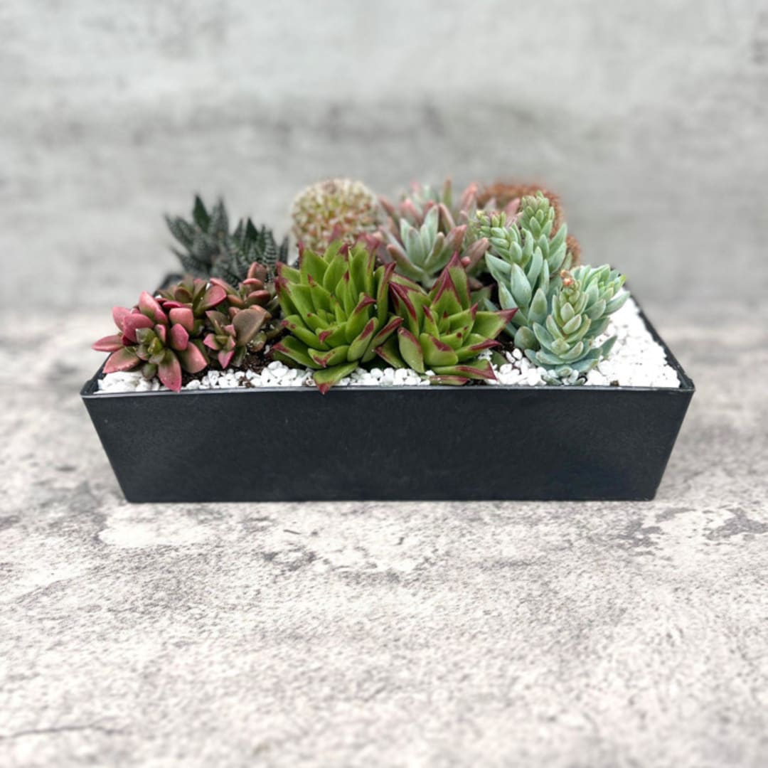 Tecolote Succulent and Cactus Garden
