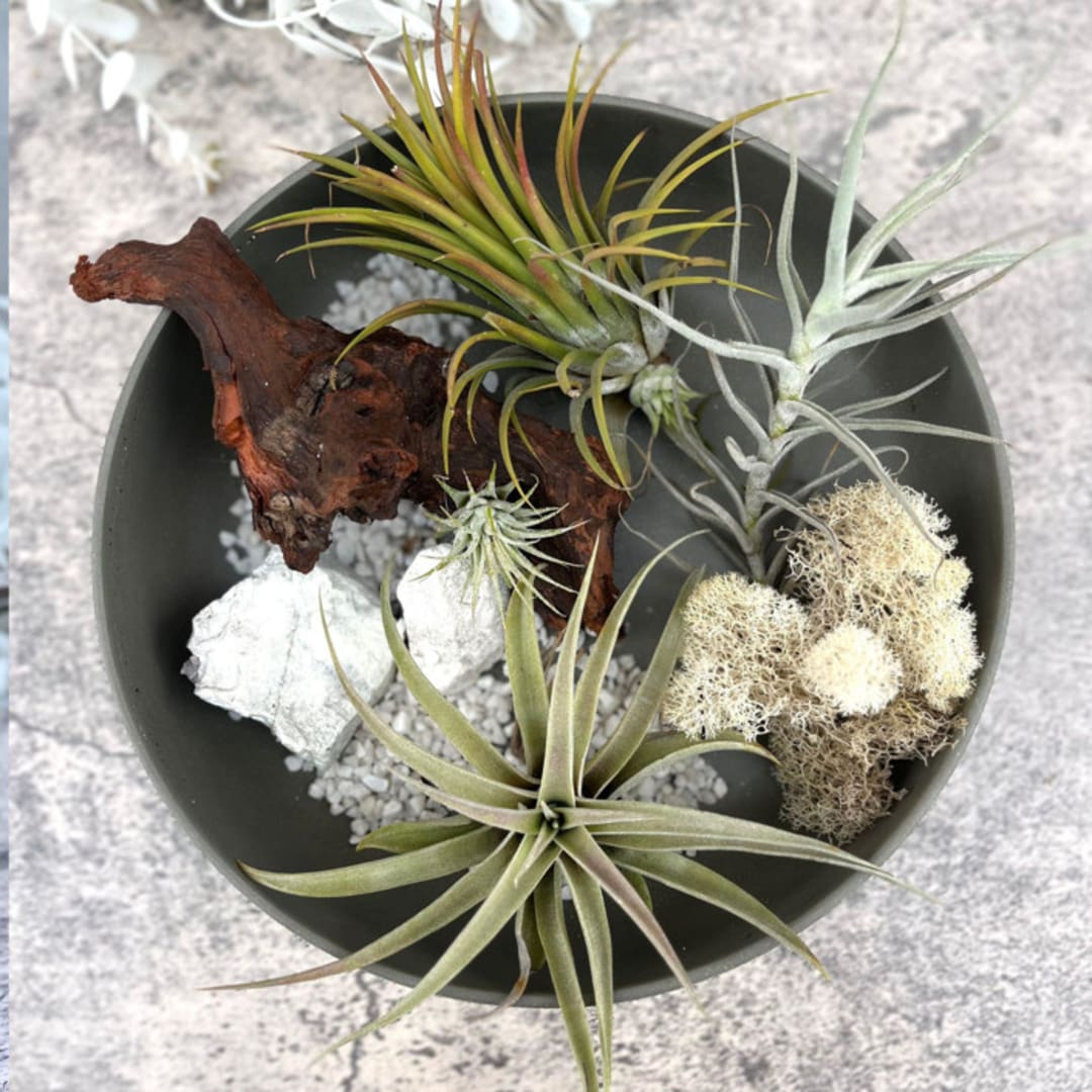 La Jolla Shores Air Plant and Moss Bowl