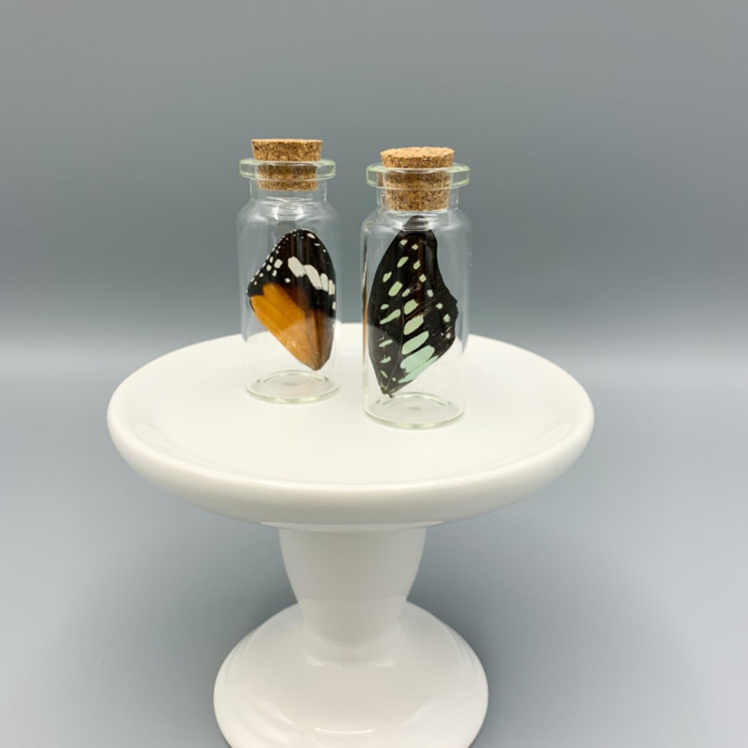Set Of Real Butterfly Wings Unique Wedding Centerpiece Decor