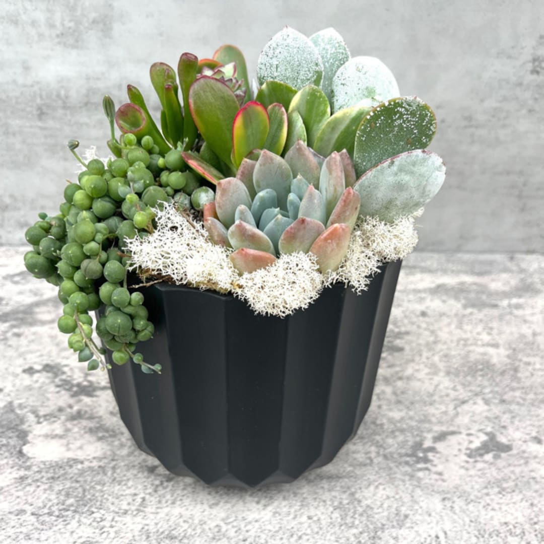 "The Black Pearl Live Succulent Garden" - Centerpieces and Tabletop Decor in black by Surfside Succulents