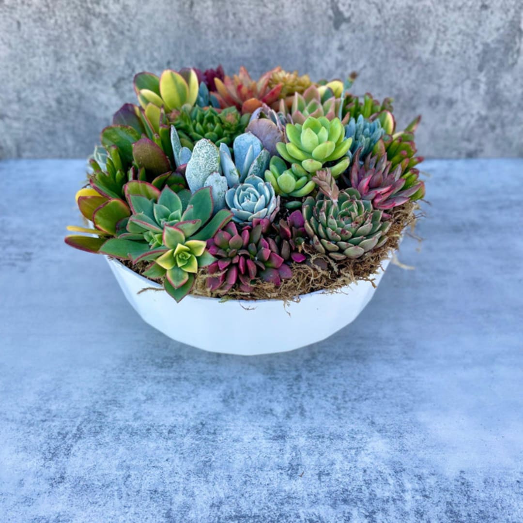 California Dreamin Large Succulent Garden