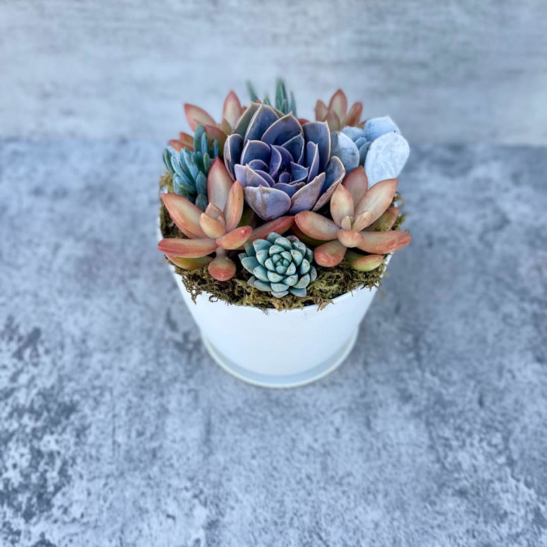 Harvest Moon Succulent Garden