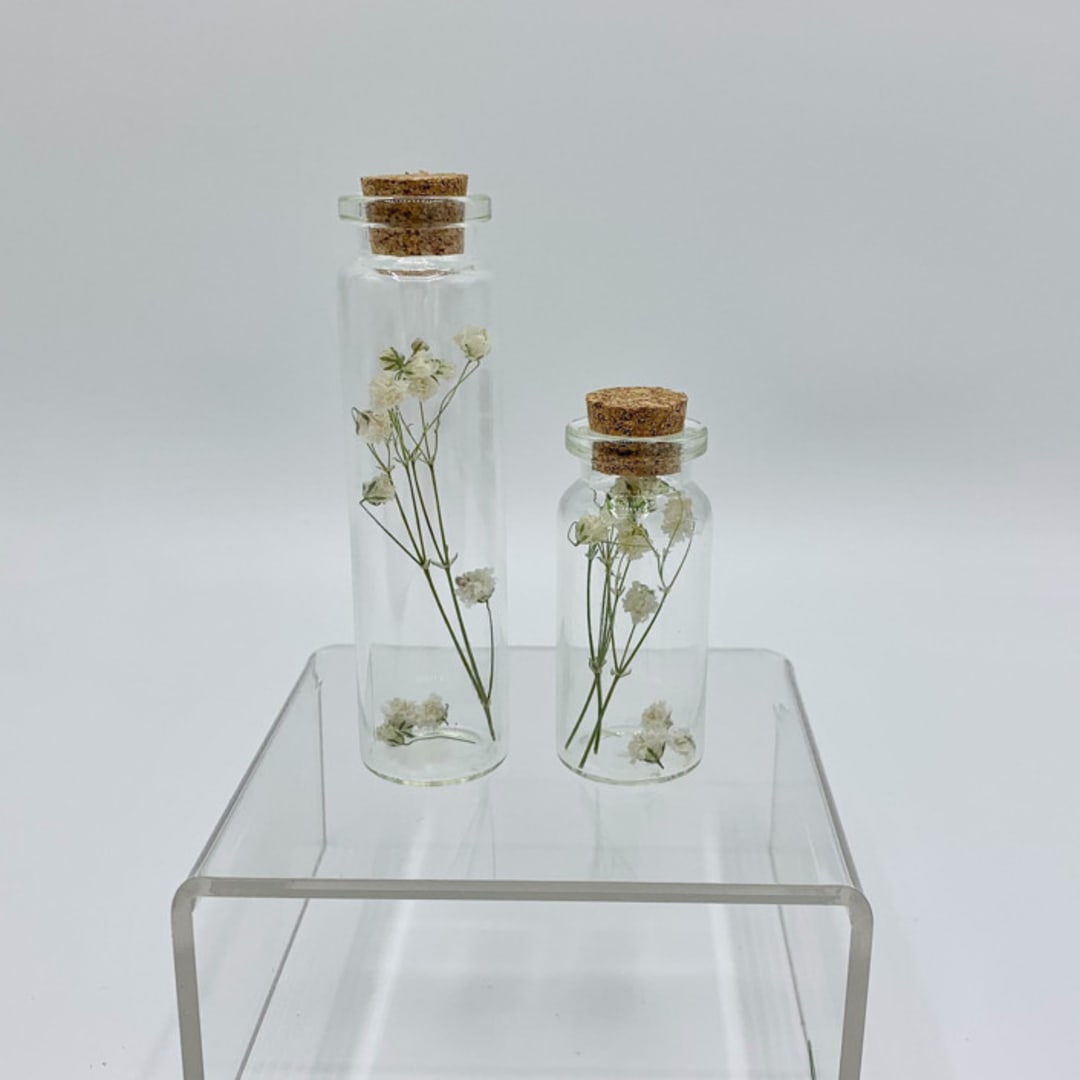 Mini Dried Flower Herbarium Baby's Breath 2pc Set Of Five