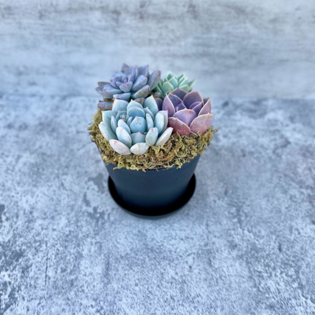 Low Tide Succulent Garden