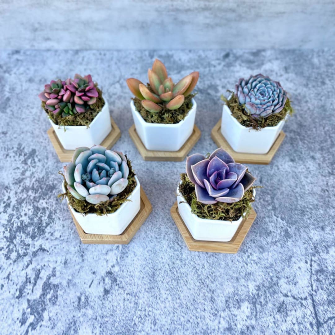 Goody Gumdrop Potted Succulent