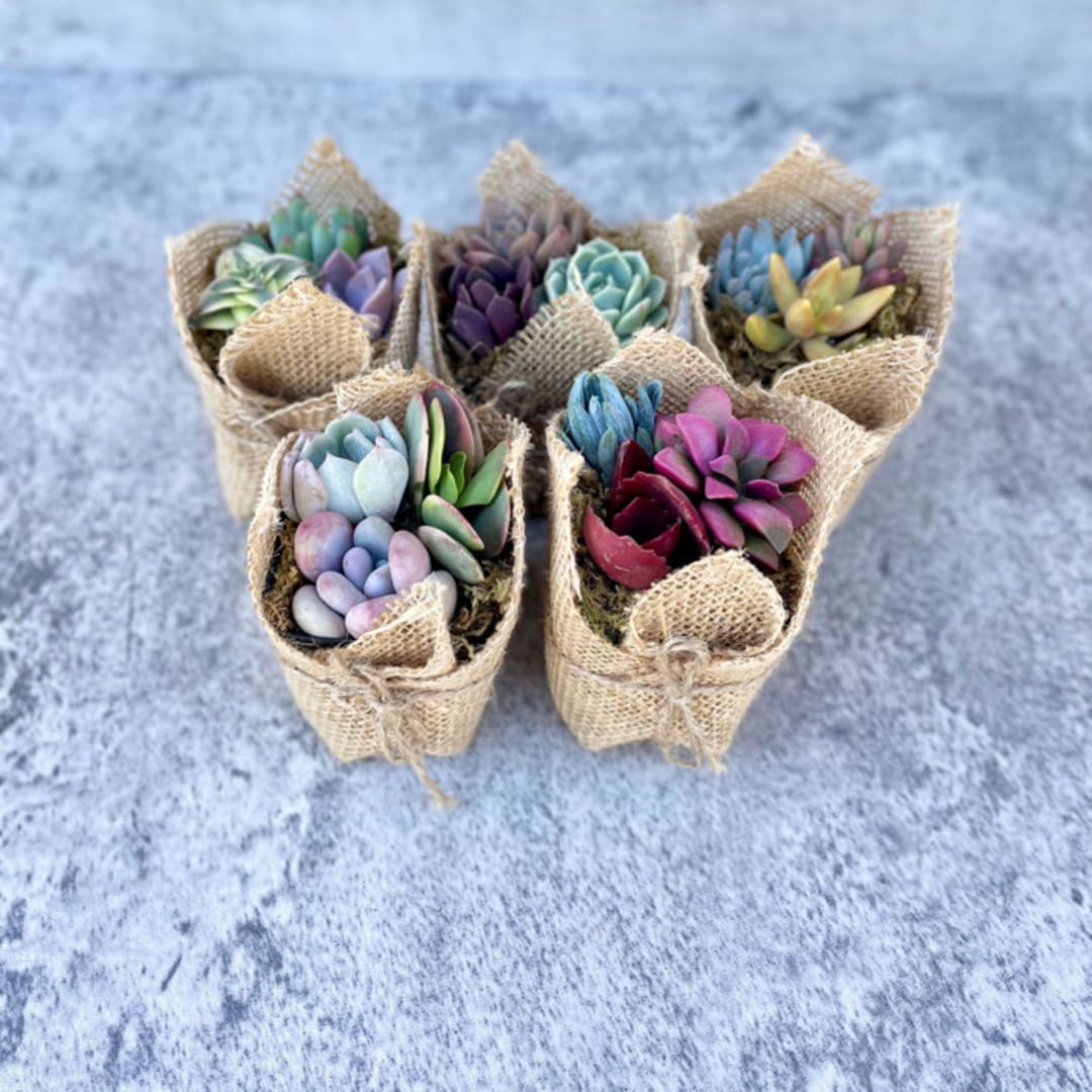 "Fairy Favors Succulent Favors in Burlap" - Favors in multicolorassorted-colors by Surfside Succulents