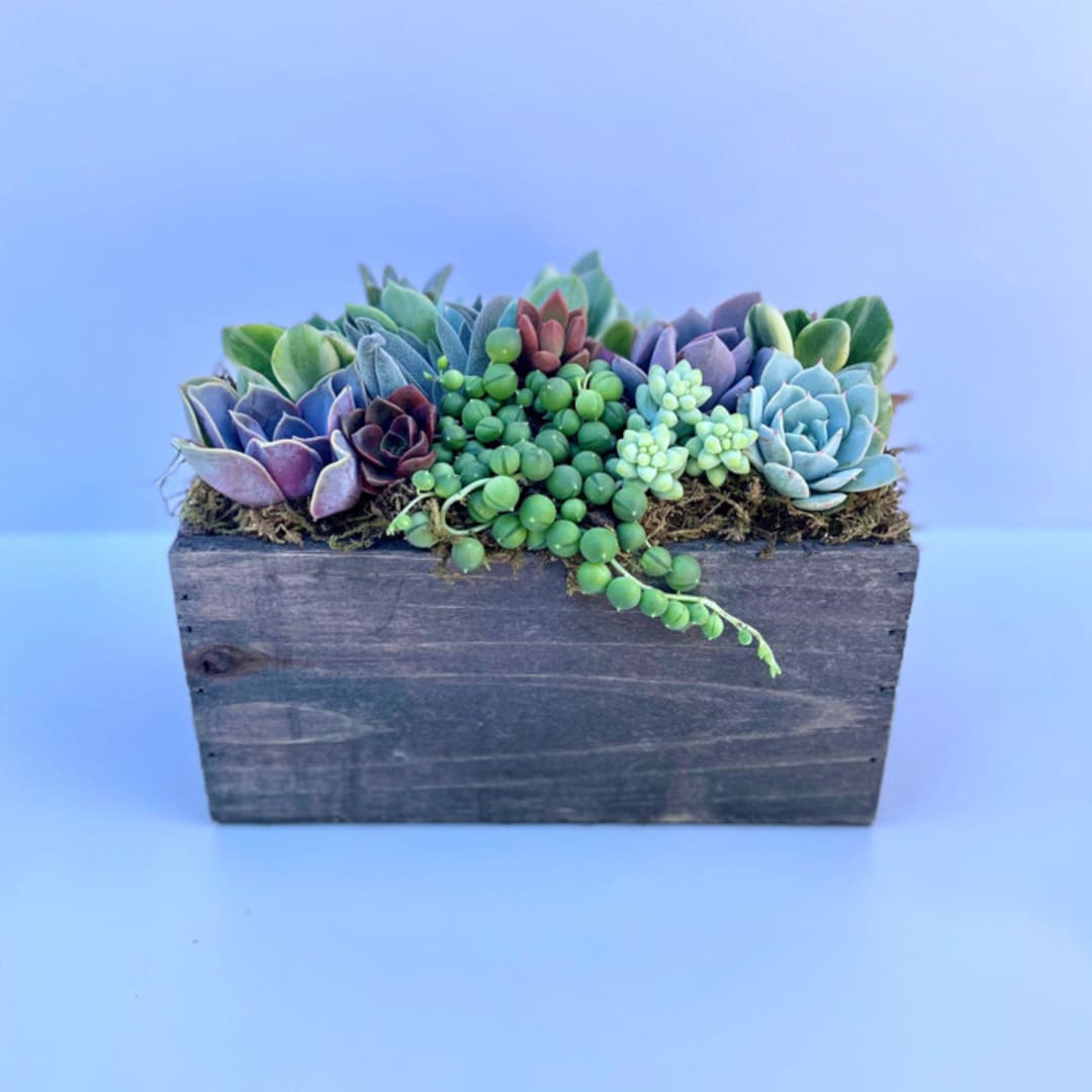 Wind and Sea Succulent Garden