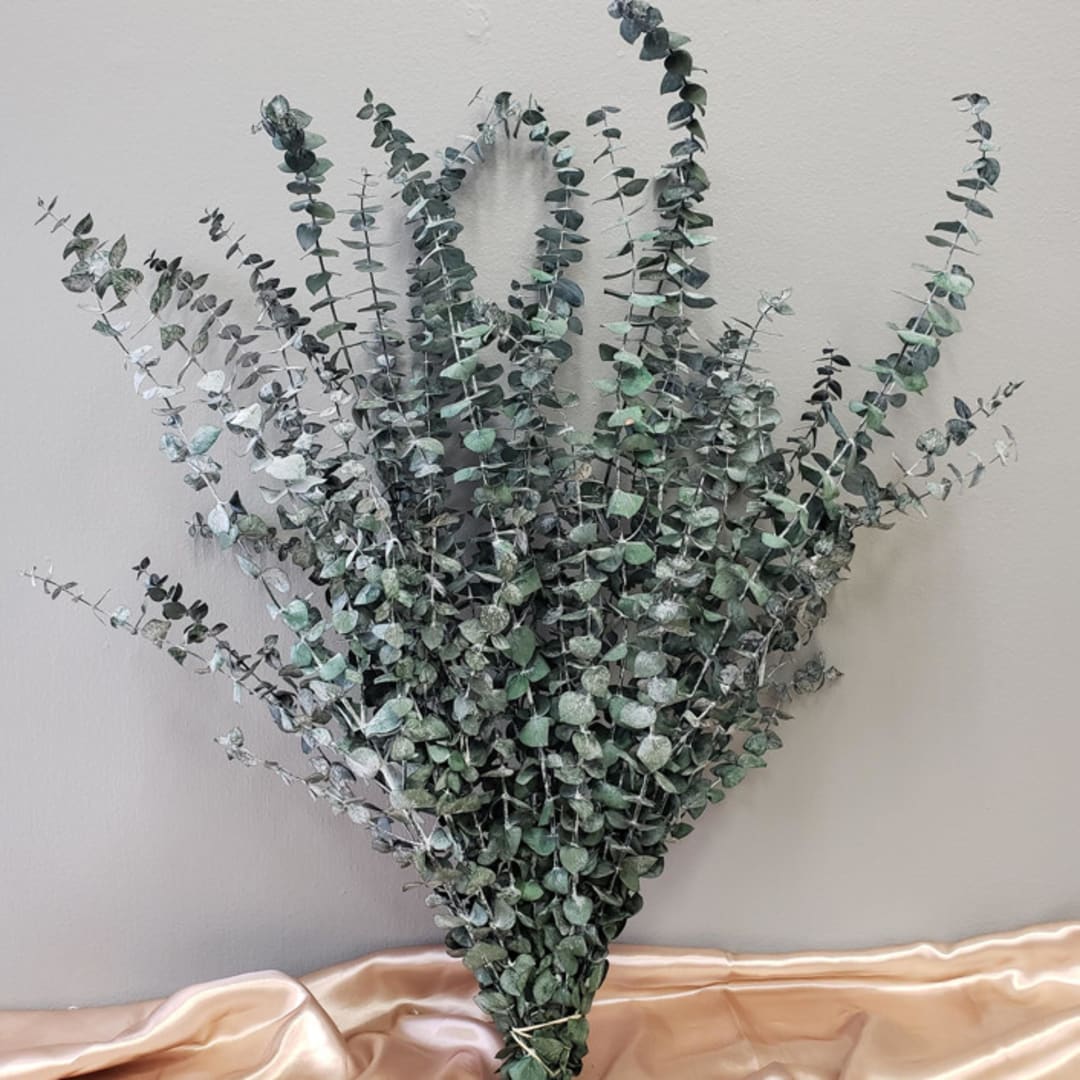 Preserved Eucalyptus, Spiral | 16oz bulk bundle (10-20stems) | Frosty Green