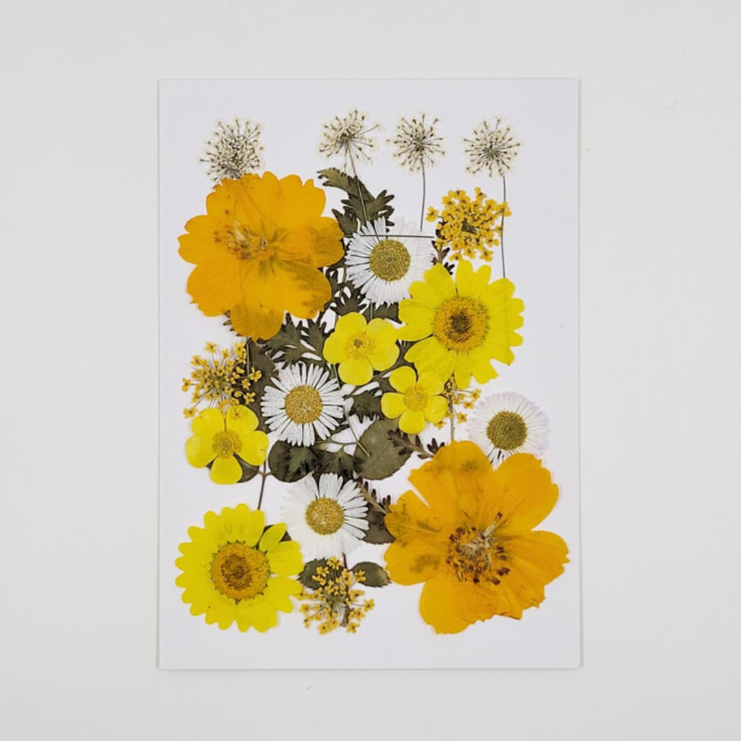 Pressed Flowers | " Sunday Moring" | Multicolor | 24 pcs