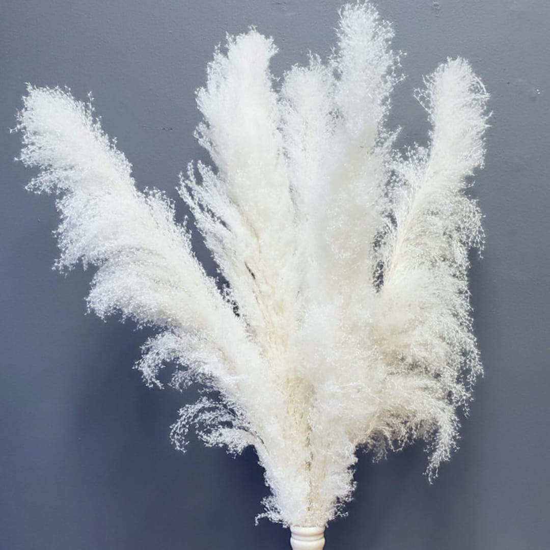 Pampas Grass, XL Extra-Fluffy | 5stems (3-4ft) | White