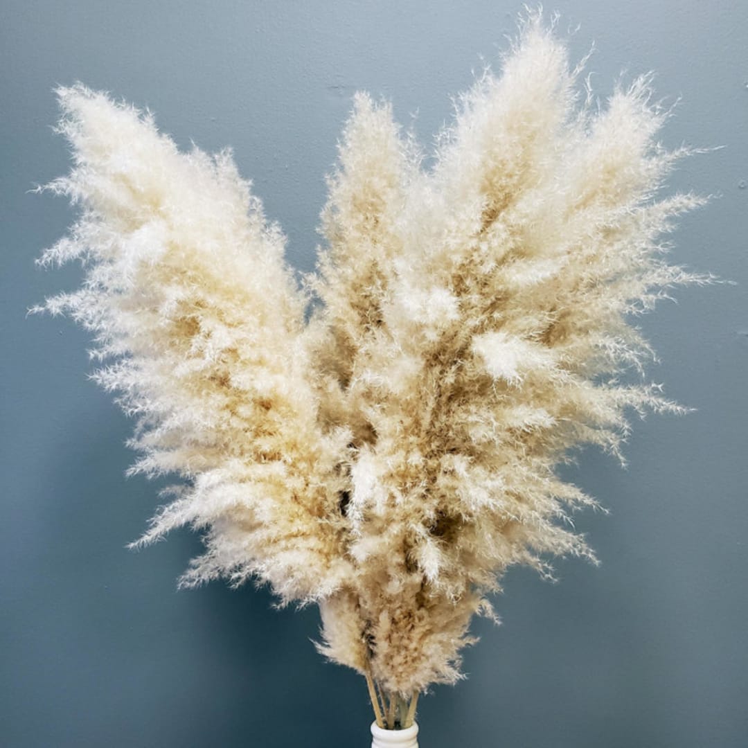 Pampas Grass, XL Extra-Fluffy | 5stems (3-4ft) | Natural Brown
