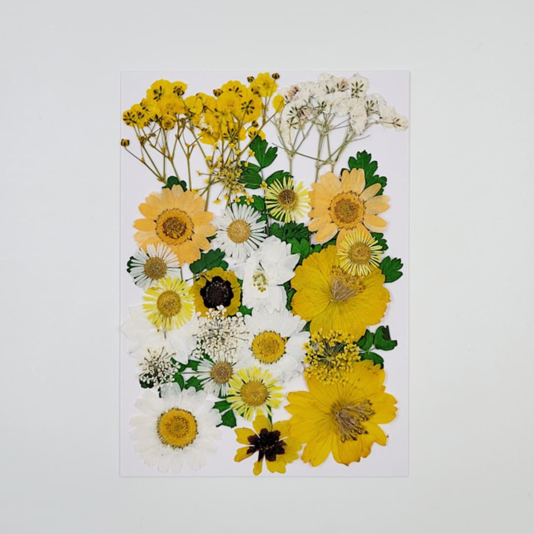 Pressed Flowers | "Lemonade" | Multicolor | 30 pcs