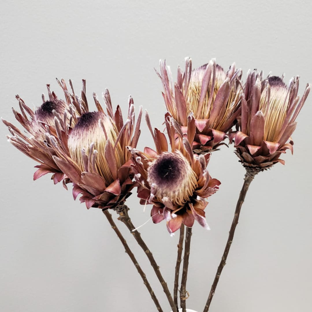 Dried Protea Flowers | 5stems