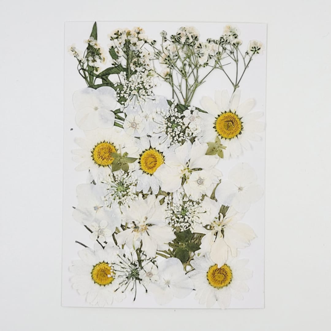 Pressed Flowers | " Snow White" | White | 37 pcs