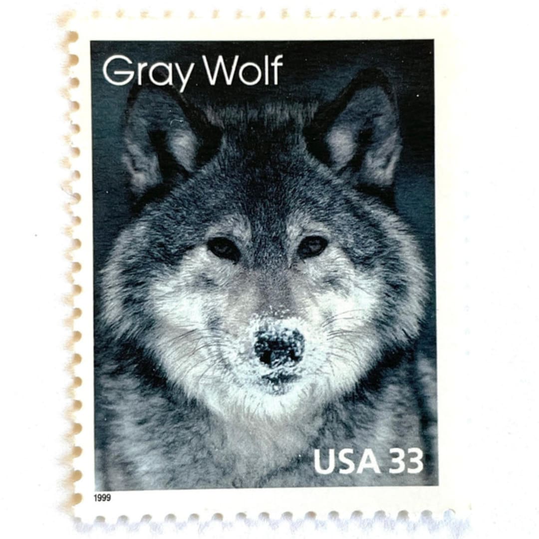 ""Gray Wolf" Postage Stamps | Arctic Animals Series | Unused USPS Postage 33c | Pack of 10" - Postage Stamps in gray by Jennifer Kramer