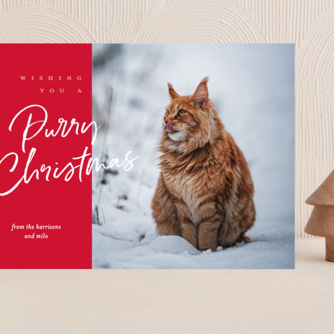 "purry christmas" - Holiday Cards in Holiday by Eric Clegg - Front