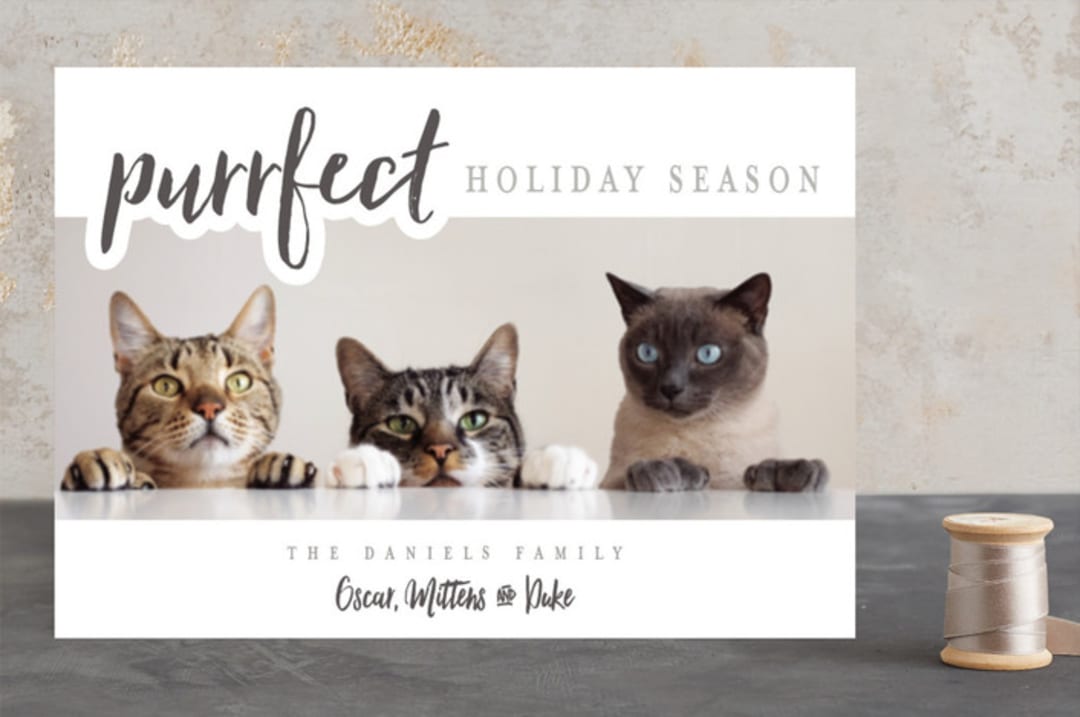"A Purrfect Christmas" - Retired Holiday Cards in slate by Stacy Cooke - Front