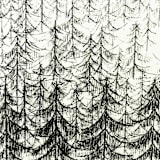 "Pine Forest" - Limited Edition Fine Art Print in black by Dana Williamowsky