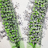 "Garden Sketch Giant Hyssop" - Limited Edition Fine Art Print in green by Janie Allen