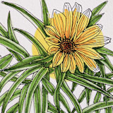 "Garden Sketch Maximilian Sunflower" - Limited Edition Fine Art Print in yellow by Janie Allen