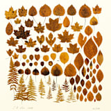 "Albers Leaves #1 Fall Gathering" - Limited Edition Fine Art Print in multicolorassorted-colors by Dana Williamowsky