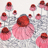 "Garden Sketch Coneflowers" - Limited Edition Fine Art Print in pink by Janie Allen