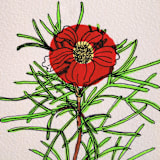 "Garden Sketch Cosmos" - Limited Edition Fine Art Print in red by Janie Allen
