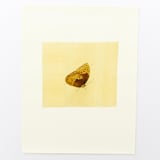 "Butterfly" - Limited Edition Fine Art Print in multicolorassorted-colors by Dana Williamowsky