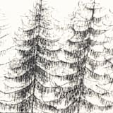 "Three Pines" - Limited Edition Fine Art Print in black by Dana Williamowsky