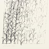 "Cornstalk 1" - Limited Edition Fine Art Print in black by Dana Williamowsky