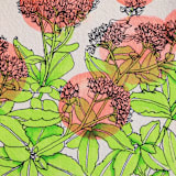 "Garden Sketch Sedum" - Limited Edition Fine Art Print in pink by Janie Allen