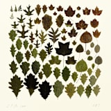 "Albers Leaves #2 Fall Gathering" - Limited Edition Fine Art Print in multicolorassorted-colors by Dana Williamowsky