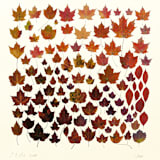 "Albers Leaves #3 Fall Gathering" - Limited Edition Fine Art Print in multicolorassorted-colors by Dana Williamowsky