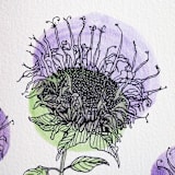 "Garden Sketch Wild Bergamot" - Limited Edition Fine Art Print in purple by Janie Allen