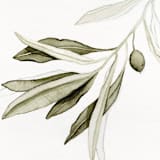 "Green Olive Branch" - Limited Edition Fine Art Print in green by Angele Kamp
