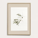 "Green Olive Branch" - Limited Edition Fine Art Print in green by Angele Kamp
