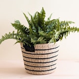 "Black Stripes Tapered Basket" - Decorative Baskets in black by LIKHA