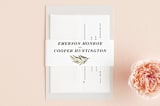 "Olive Branch" - Belly Bands in Olive by Wildfield Paper Co - Front