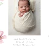 "Flower Petals" - Birth Announcements in Petals by Melinda Denison - Detail