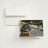 "From your furry first-born" - Birth Announcement Thank You Cards in Lily by Lea Delaveris - Front