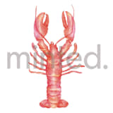 "Lobster" - Design Element in Poppy by Elly - Design Element
