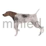 "German Shorthaired Pointer" - Design Element in white by Baumbirdy - Design Element