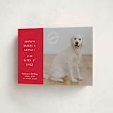 "NAUGHTY HOLIDAY DOG" - Holiday Cards in Holly by The Social Type - Folded Card