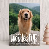 "It's a Wonder-FUR Life" - Holiday Cards in Snow by Sandra Picco Design - Front