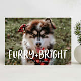 "Bright & Furry" - Holiday Cards in Winter by Ashley Rosenbaum - Front