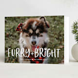 "Bright & Furry" - Holiday Cards in Winter by Ashley Rosenbaum - Folded Card