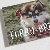 "Bright & Furry" - Holiday Cards in Winter by Ashley Rosenbaum - Detail