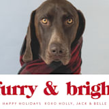 "Furry + Bright" - Holiday Cards in Cranberry by Angela Thompson - Detail